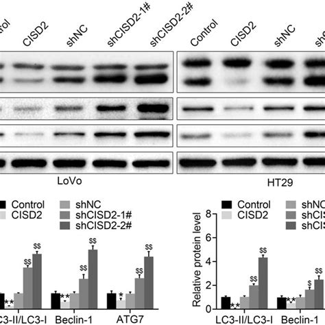 Down Regulation Of CISD2 Promoted Autophagy Of CRC Cells The