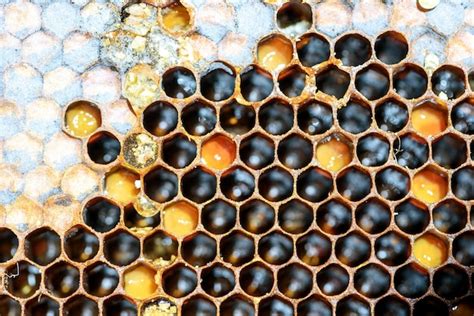 Premium Photo | Bee hive hexagon honeycomb pattern and honey