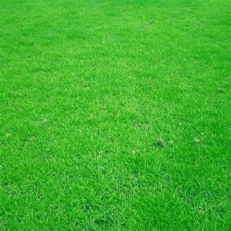 Zoysia Japonica Zoysia Grass Seeds Naturix Seeds