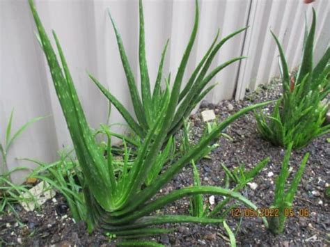 Multiple Aloe Vera Plants Approx 42cm To 52cmfrom Plant Baseorganic