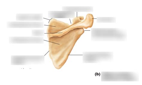 Scapula anatomy image 2 Diagram | Quizlet