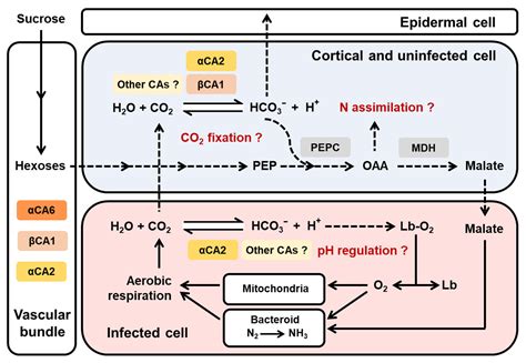 Ijms Free Full Text Molecular Characterization Of Carbonic