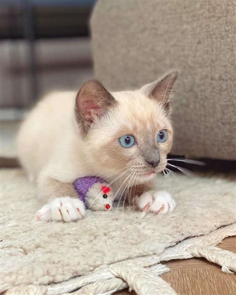 Ragamese (Ragdoll & Siamese Mix) Info, Facts, Pictures, FAQs & More