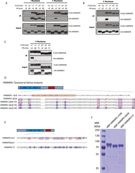 Regulatory Expansion In Mammals Of Multivalent Hnrnp Assemblies That