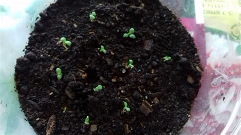 ПЕТУНИЯ выращивание из семян. всходы через три дня..... - YouTube