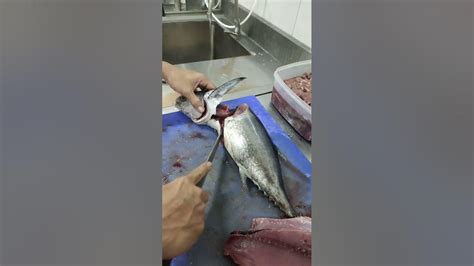 Cakalang Fillet Ikan Cakalang Part 1 Trik And Tips Ikancakalang