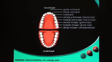 Anatomie Gebitsontwikkeling Het Volledige Gebit Youtube