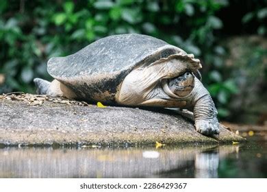 Burmese Roofed Turtle Batagur Trivittata One Stock Photo 2286429367 ...