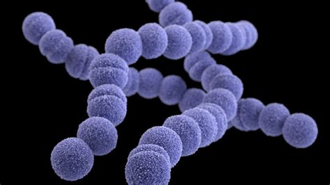 Streptococcus Group A Scarlet Fever