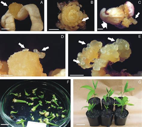 Somatic Embryogenesis And Plantlet Regeneration From Thin Cell Layers