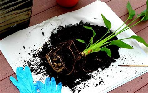 How To Grow Bird Of Paradise From Cuttings Slick Garden