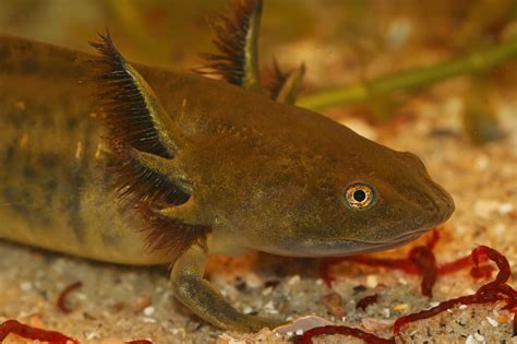 Closeup On A Large Aquatic Larvae Of The Barred Tiger Salamander