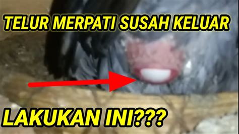 Cara Mengatasi Telur Merpati Susah Keluar Youtube