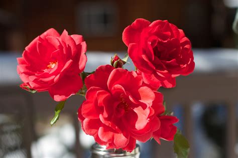 Free Images Blossom Flower Petal Red Pink Flora Floristry