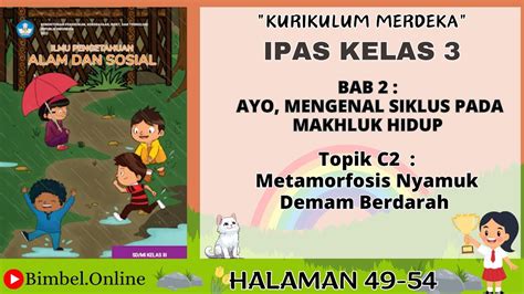 Ipas Kelas Bab Topik C Metamorfosis Nyamuk Demam Berdarah