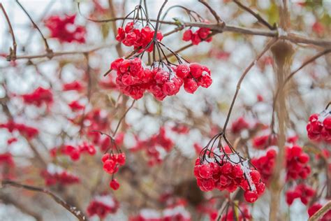 Зима...: alkopona — LiveJournal