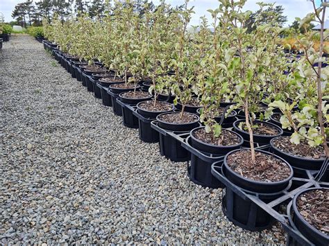 olearia paniculata nurseryman