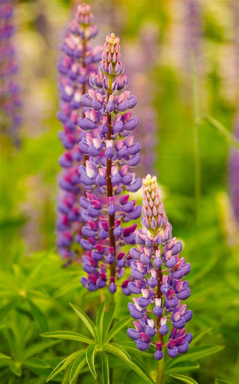 Maine Lupine