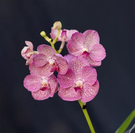 KT 7095 V Lady Suwattana Promsorn X Ascda Kultana Gems Kultana Orchids