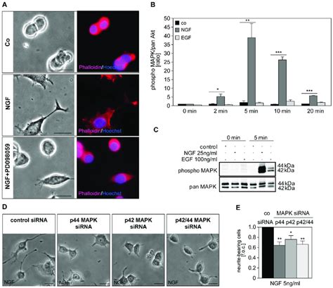 Ngf Induced Neurite Formation Depends On The Activation Of P4244 Mapk