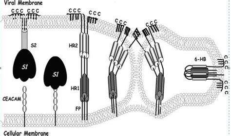 Fig. n 24 Coronavirus S protein-mediated membrane fusion-model. A ...