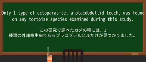 【英単語】tortoiseを徹底解説！意味、使い方、例文、読み方