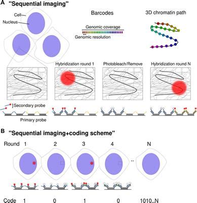 Frontiers A Shift In Paradigms Spatial Genomics Approaches To Reveal