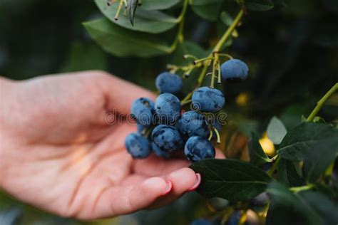 Blueberry Harvest, on a Blueberry Plantation in Serbia Stock Photo ...