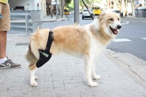 Cómo llevar al perro en el coche Perros siempre en movimiento