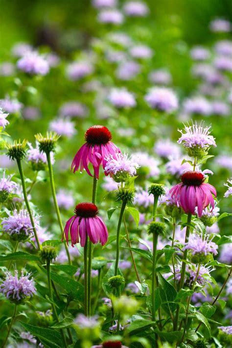 Top Ten Medicinal Herbs For The Garden Echinacea Purpurea Growing With