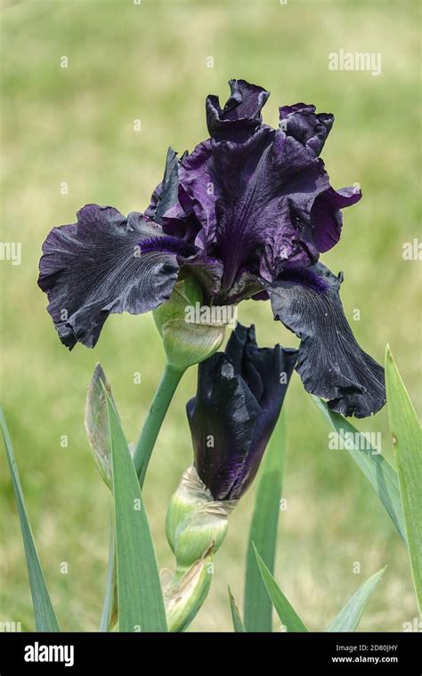 Black Bearded Iris