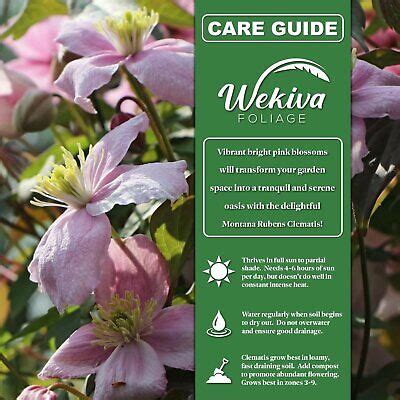 Clematis Montana Rubens Live Starter Plants In Inch Growers Pots