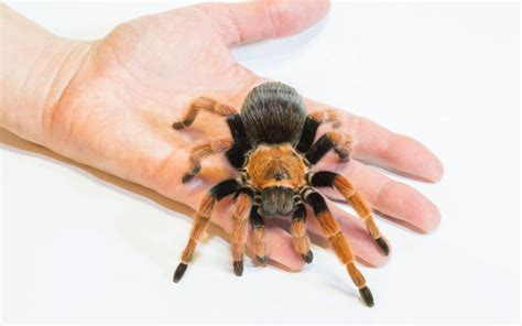 What happens if a tarantula bites you? - The Spider Blog