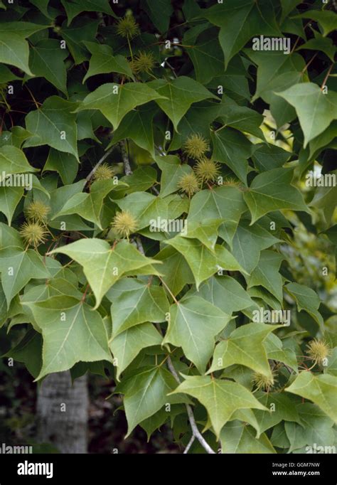 Liquidambar Formosana Formosan Gum Trs083212 Stock Photo Alamy