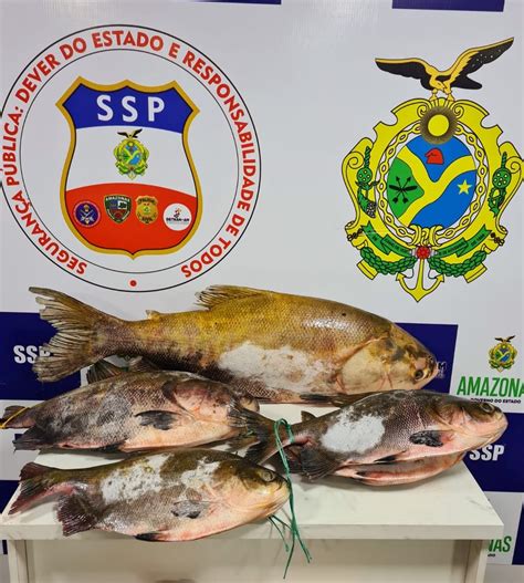 Preso Comandante De Barco 131 Quilos De Pescado Ilegal Em Coari