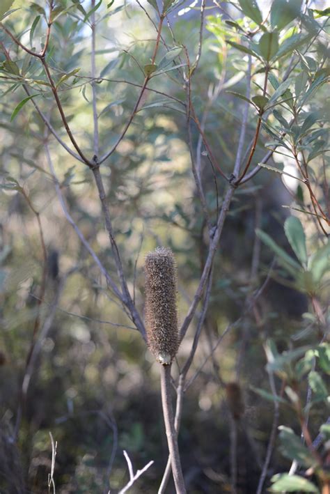 Banksia Penicillata From Newnes Plateau Nsw Australia On August