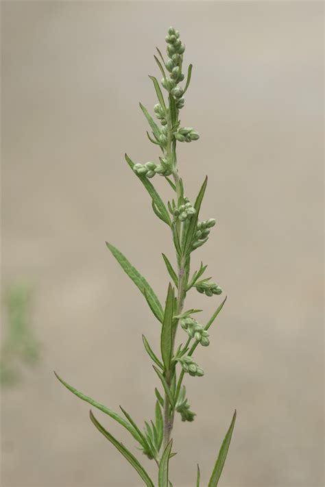 Artemisia Verlotiorum Lamotte