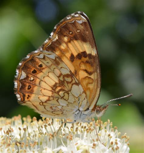 Maryland Biodiversity Project Silvery Checkerspot Chlosyne Nycteis