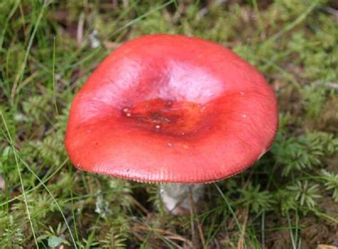 H Nytat Galambgomba Russula Emetica Gombaismertet