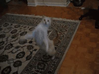 Cant Dance GIFs - Find & Share on GIPHY