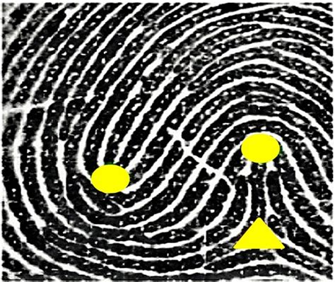 Double-loop fingerprint pattern | Download Scientific Diagram