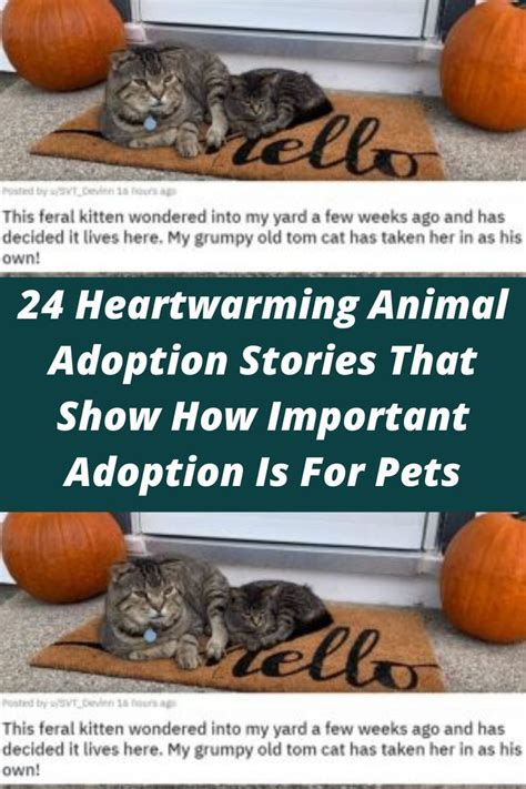 Wholesome senior pet adoption stories warming everyone s hearts – Artofit