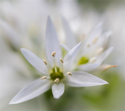 Wei E Berraschung Forum F R Naturfotografen