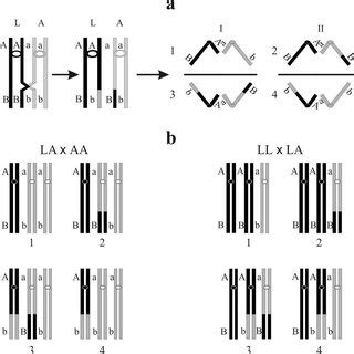 A Diagrammatic Illustration Of The Segregation Of Crossover And