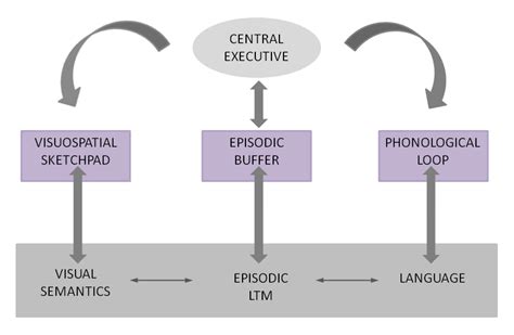 1 Baddeleys Revised Model Of Working Memory With The Following Main