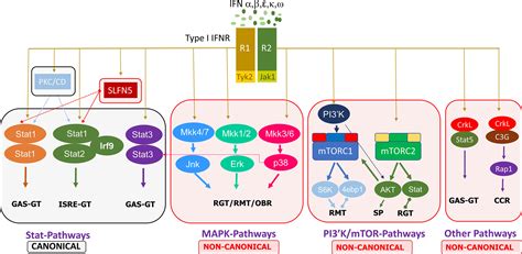 Frontiers Type I Interferon IFN Regulated Activation Of Canonical