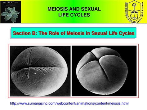 Meiosis And Sexual Life Cycles Ppt Download