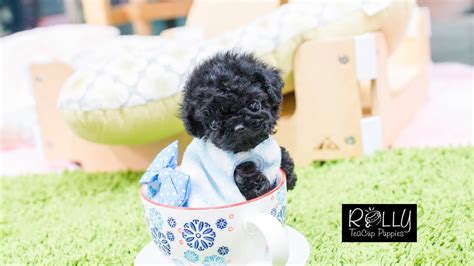 Black Poodle with Teddy Bear Face!!! 'BoBo' - Rolly Teacup Puppies - YouTube