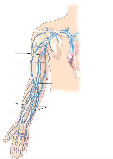 Lab Exam Diagram Quizlet