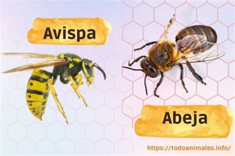 Las 10 Diferencias Entre Abeja Y Avispa El Blog De Animales